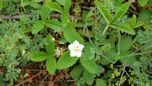 Attēlu rezultāti vaicājumam “Fragaria viridis leaf”
