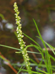 Attēlu rezultāti vaicājumam “Juncaginaceae”