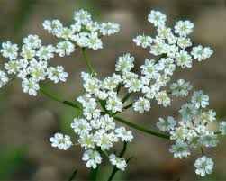 Attēlu rezultāti vaicājumam “Carum carvi leaf”