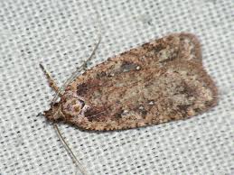 Attēlu rezultāti vaicājumam “Agonopterix ciliella”