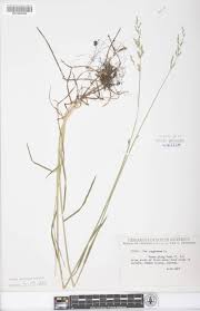 Attēlu rezultāti vaicājumam “Poa compressa”