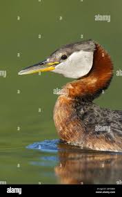 Attēlu rezultāti vaicājumam “Podiceps grisegena adult”