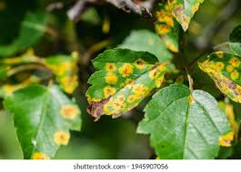 Attēlu rezultāti vaicājumam “Pucciniales”