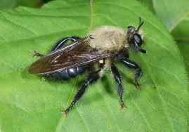 Attēlu rezultāti vaicājumam “Asilidae”