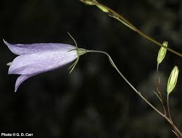 Attēlu rezultāti vaicājumam “Campanula rotundifolia leaf”