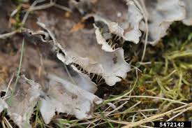 Attēlu rezultāti vaicājumam “Peltigera canina”