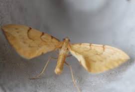 Attēlu rezultāti vaicājumam “Eulithis pyraliata”