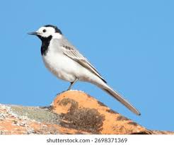 Attēlu rezultāti vaicājumam “Motacilla alba”