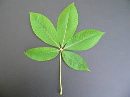 Attēlu rezultāti vaicājumam “Aesculus flava”