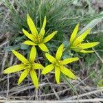 Attēlu rezultāti vaicājumam “Gagea pratensis flower”