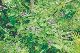 Attēlu rezultāti vaicājumam “Badhamia bethelii stalked”