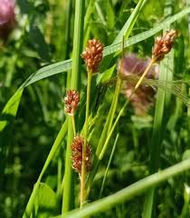 Attēlu rezultāti vaicājumam “Luzula multiflora”