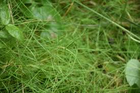 Attēlu rezultāti vaicājumam “Agrostis canina”