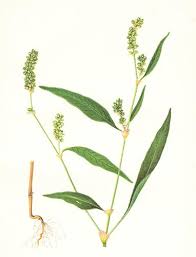 Attēlu rezultāti vaicājumam “Persicaria lapathifolia leaf”
