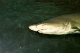 Image result for Carcharias taurus