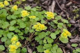 Attēlu rezultāti vaicājumam “Chrysosplenium alternifolium leaf”