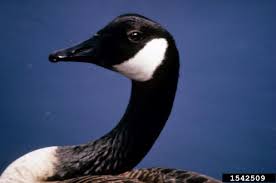 Attēlu rezultāti vaicājumam “Branta canadensis”