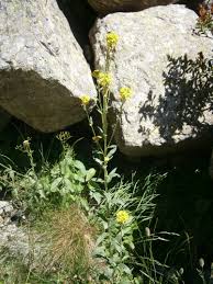 Attēlu rezultāti vaicājumam “Erysimum hieracifolium”