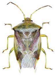 Attēlu rezultāti vaicājumam “Elasmostethus interstinctus”