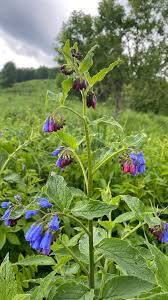 Attēlu rezultāti vaicājumam “Symphytum asperum”