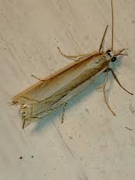 Attēlu rezultāti vaicājumam “Crambus heringiellus”