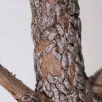 Attēlu rezultāti vaicājumam “Lepidosaphes ulmi”