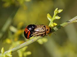 Attēlu rezultāti vaicājumam “Gonioctena”