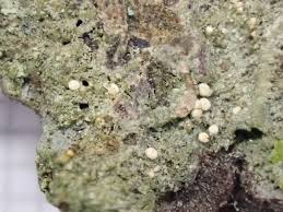 Attēlu rezultāti vaicājumam “Coenogonium pineti”