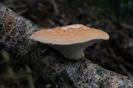 Attēlu rezultāti vaicājumam “Polyporus tuberaster”