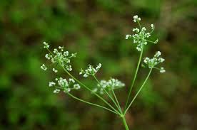 Attēlu rezultāti vaicājumam “Carum carvi flower”
