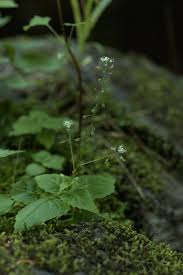 Attēlu rezultāti vaicājumam “Circaea alpina”