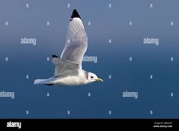 Attēlu rezultāti vaicājumam “Rissa tridactyla adult”