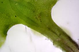 Attēlu rezultāti vaicājumam “Scapania nemorea”