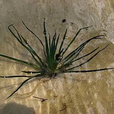 Attēlu rezultāti vaicājumam “Isoetes lacustris leaf”