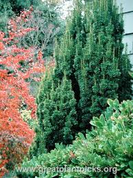 Attēlu rezultāti vaicājumam “Taxus baccata”