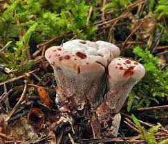 Attēlu rezultāti vaicājumam “Hydnellum ferrugineum”