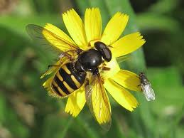 Attēlu rezultāti vaicājumam “Sericomyia silentis”