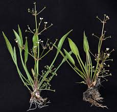 Attēlu rezultāti vaicājumam “Alisma gramineum flower”