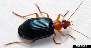 Attēlu rezultāti vaicājumam “Carabidae”