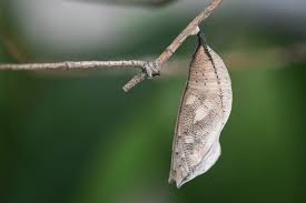 Attēlu rezultāti vaicājumam “cocoon”