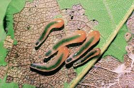 Attēlu rezultāti vaicājumam “Caliroa annulipes larva”