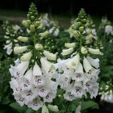 Attēlu rezultāti vaicājumam “Digitalis purpurea”