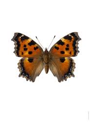 Attēlu rezultāti vaicājumam “Nymphalis xanthomelas upperside”