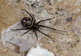 Attēlu rezultāti vaicājumam “Steatoda grossa”