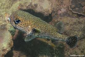 Image result for Diodon hystrix