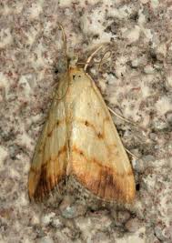 Attēlu rezultāti vaicājumam “Evergestis extimalis”