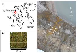 Attēlu rezultāti vaicājumam “Sanionia uncinata  sporophyte”