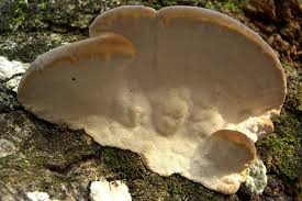 Attēlu rezultāti vaicājumam “Heterobasidion parviporum”