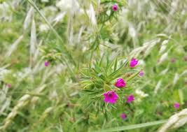Attēlu rezultāti vaicājumam “Geranium dissectum flower”