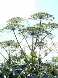Attēlu rezultāti vaicājumam “Umbelliferae”